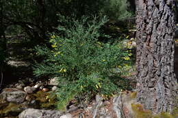 Image of Adenocarpus complicatus (L.) Gay