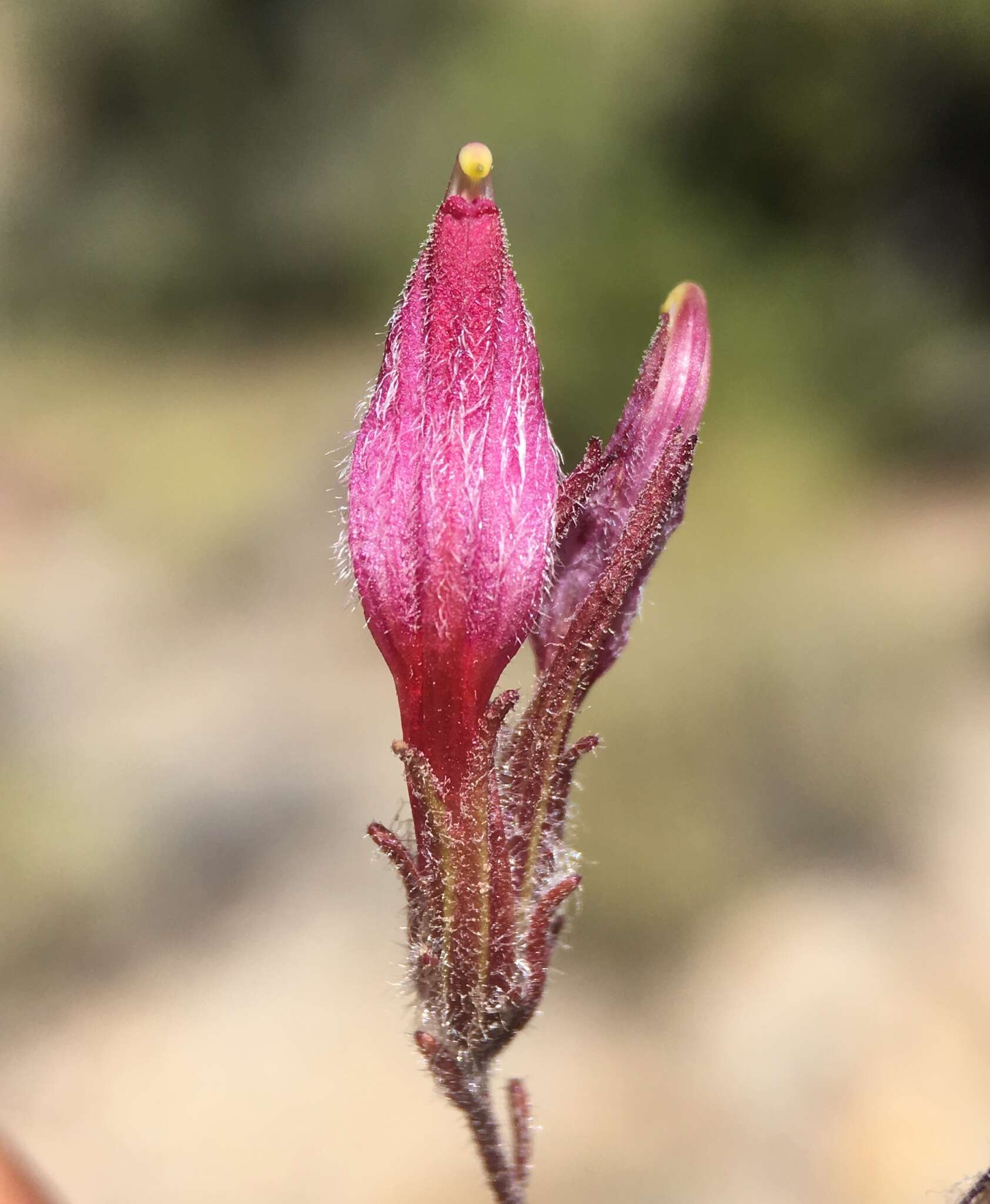 Image of Heller's bird's-beak