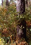 Image of Piedmont Cowbane