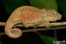 Image of Dhlinza Dwarf Chameleon