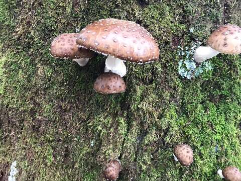 Image of Oudemansiella cubensis (Berk. & M. A. Curtis) R. H. Petersen 2010