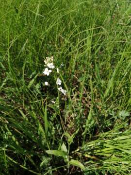 Plancia ëd Pseudoarabidopsis