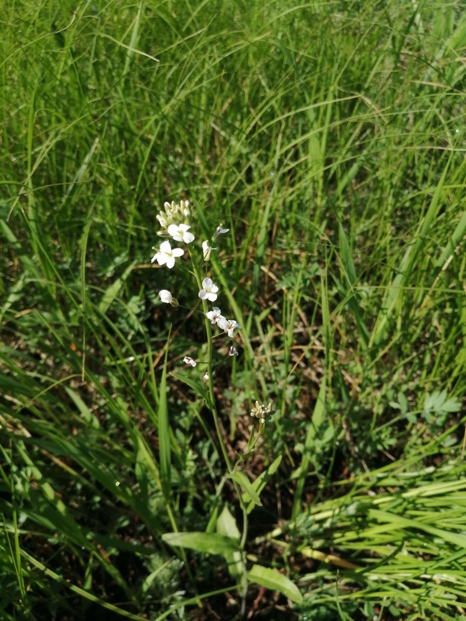 Plancia ëd Pseudoarabidopsis toxophylla (M. Bieb.) Al-Shehbaz, O'Kane & R. A. Price