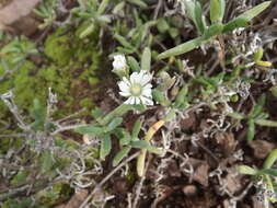 صورة Delosperma subincanum (Haw.) Schwant.