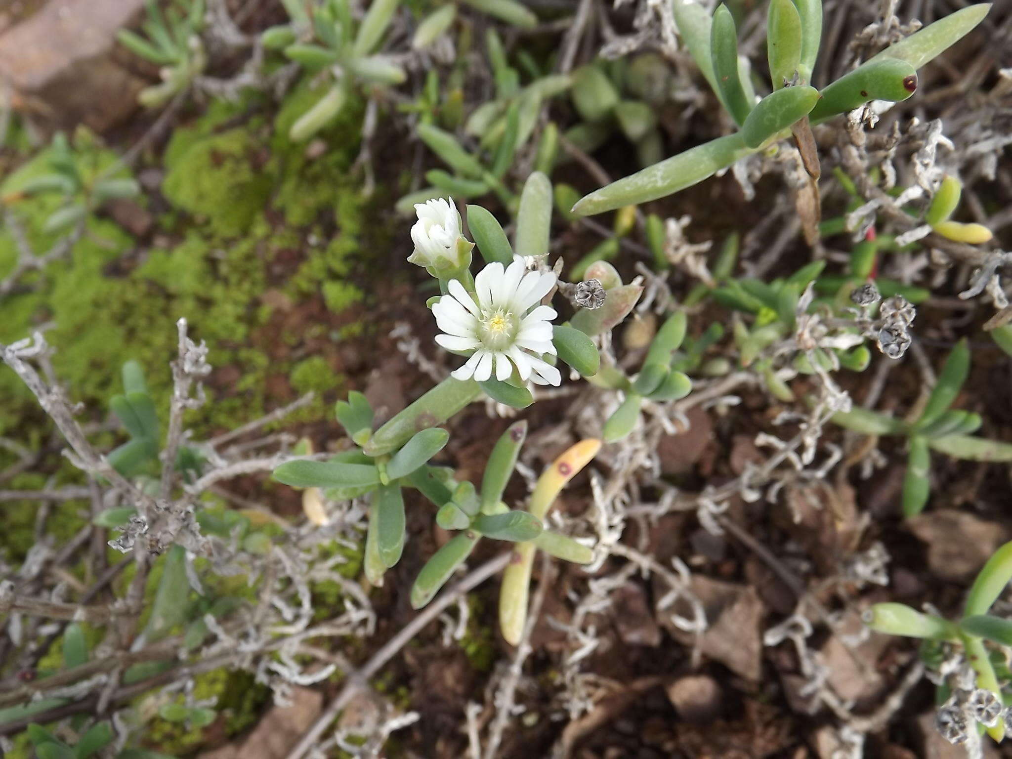 Image of Delosperma subincanum (Haw.) Schwant.