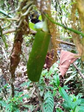 Image of Aerangis citrata (Thouars) Schltr.