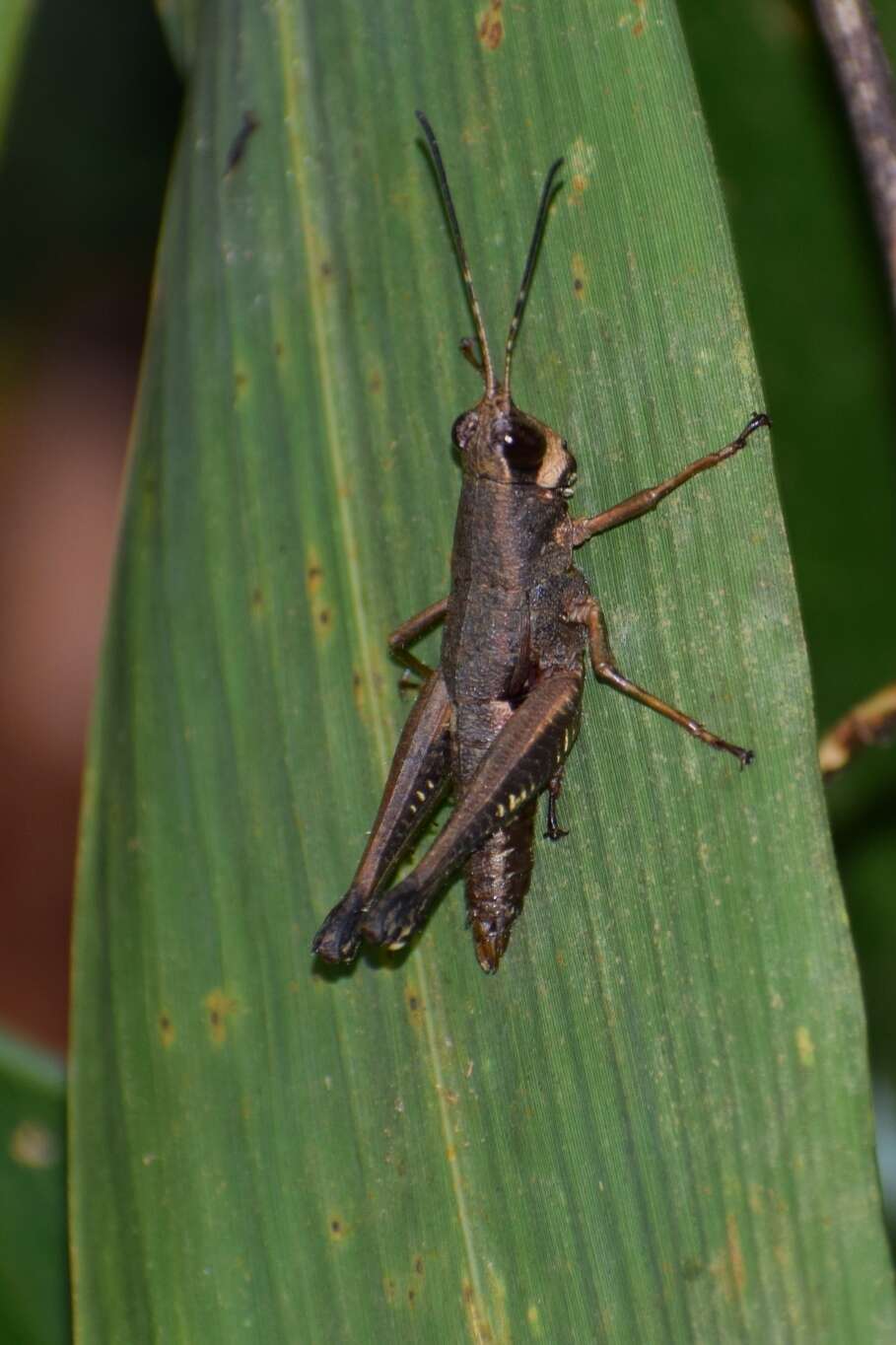 Image of Cingalia dubia (Walker & F. 1870)