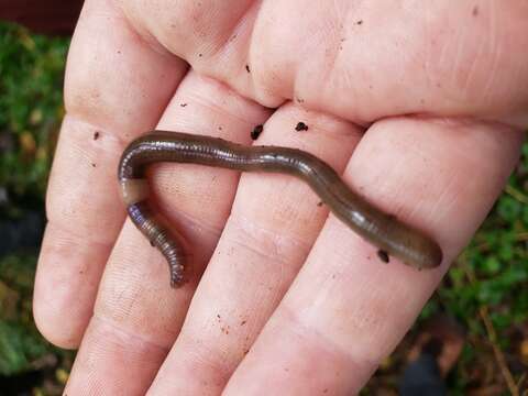 Image of Earthworm