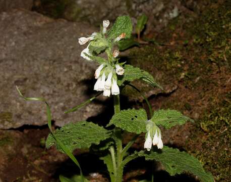 Слика од Onosma aucheriana DC.