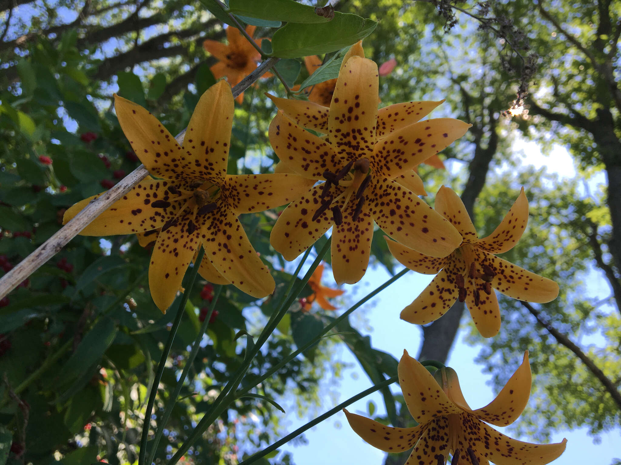 Lilium canadense L. resmi