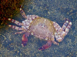 Image of marbled rock crab