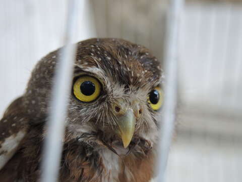 Image of Colima Pygmy Owl