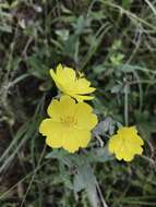 Plancia ëd Oenothera fruticosa L.