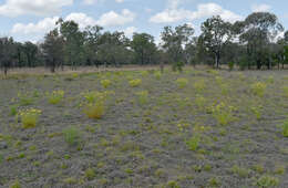 Image of Senecio brigalowensis I. Thomps.