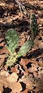 Image of Opuntia xanthoglochia Griffiths