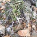 Image of Barleria brevituba Benoist