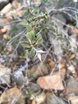 Image of Barleria brevituba Benoist