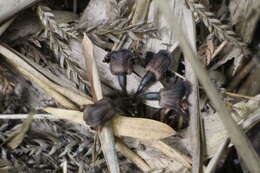 Image of Gastrodia pubilabiata Y. Sawa