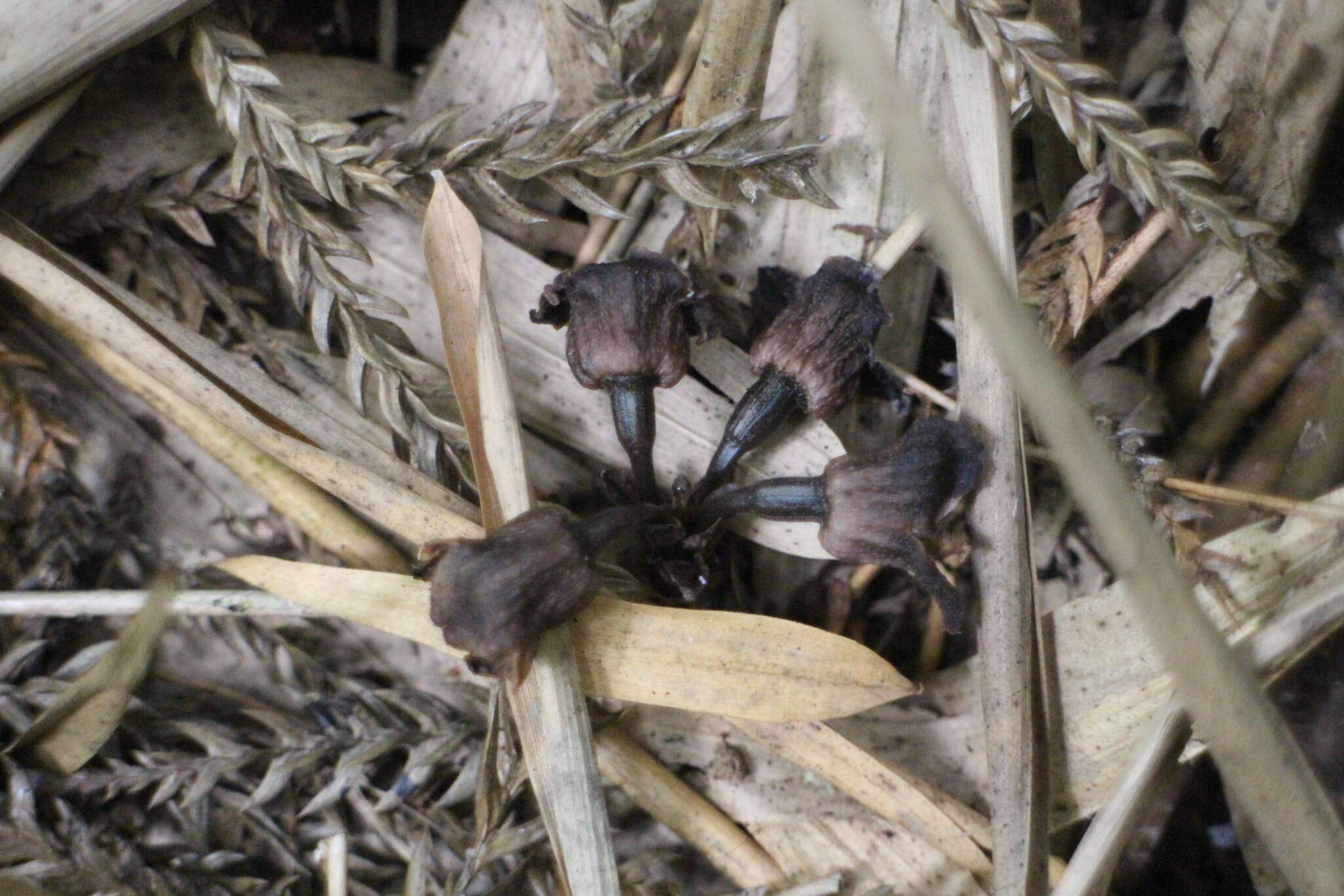 Image of Gastrodia pubilabiata Y. Sawa