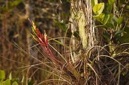 Image of giant airplant