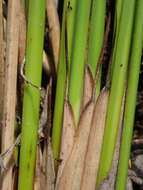 Image of Lepidosperma australe (A. Rich.) Hook. fil.