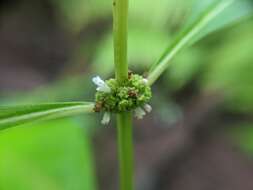 Image of Virginia water horehound