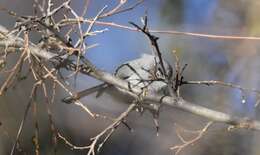 Image of Black-capped Gnatcatcher