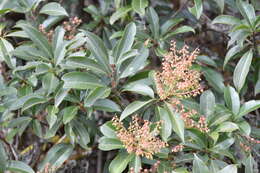 Image of Pieris formosa (Wall.) D. Don