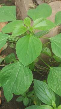 Image of Indian acalypha