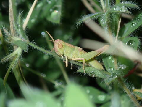 Image of Australian plague locust