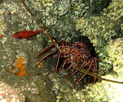 Image of Brown Spiny Lobster