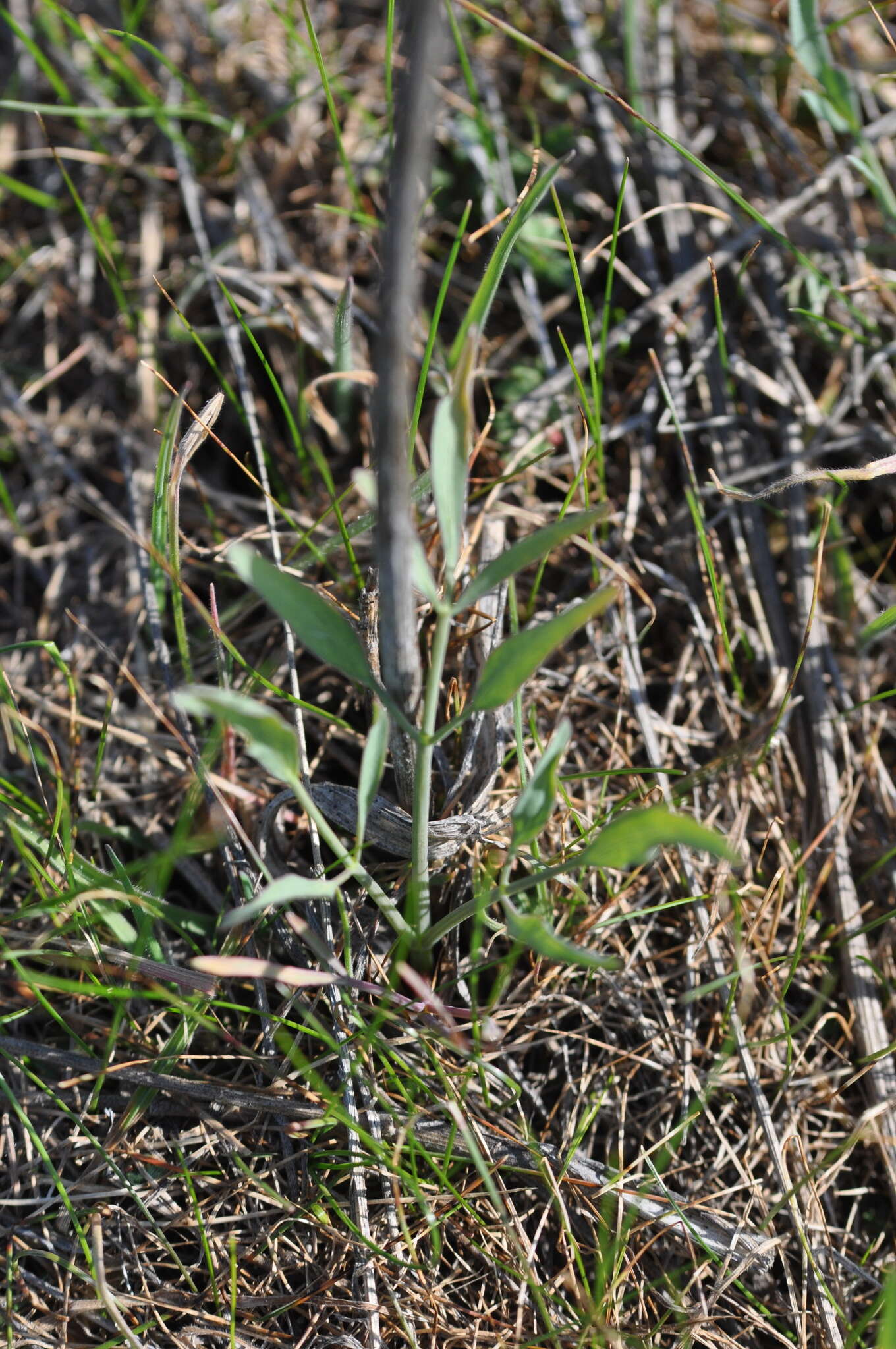 Image of barestem biscuitroot