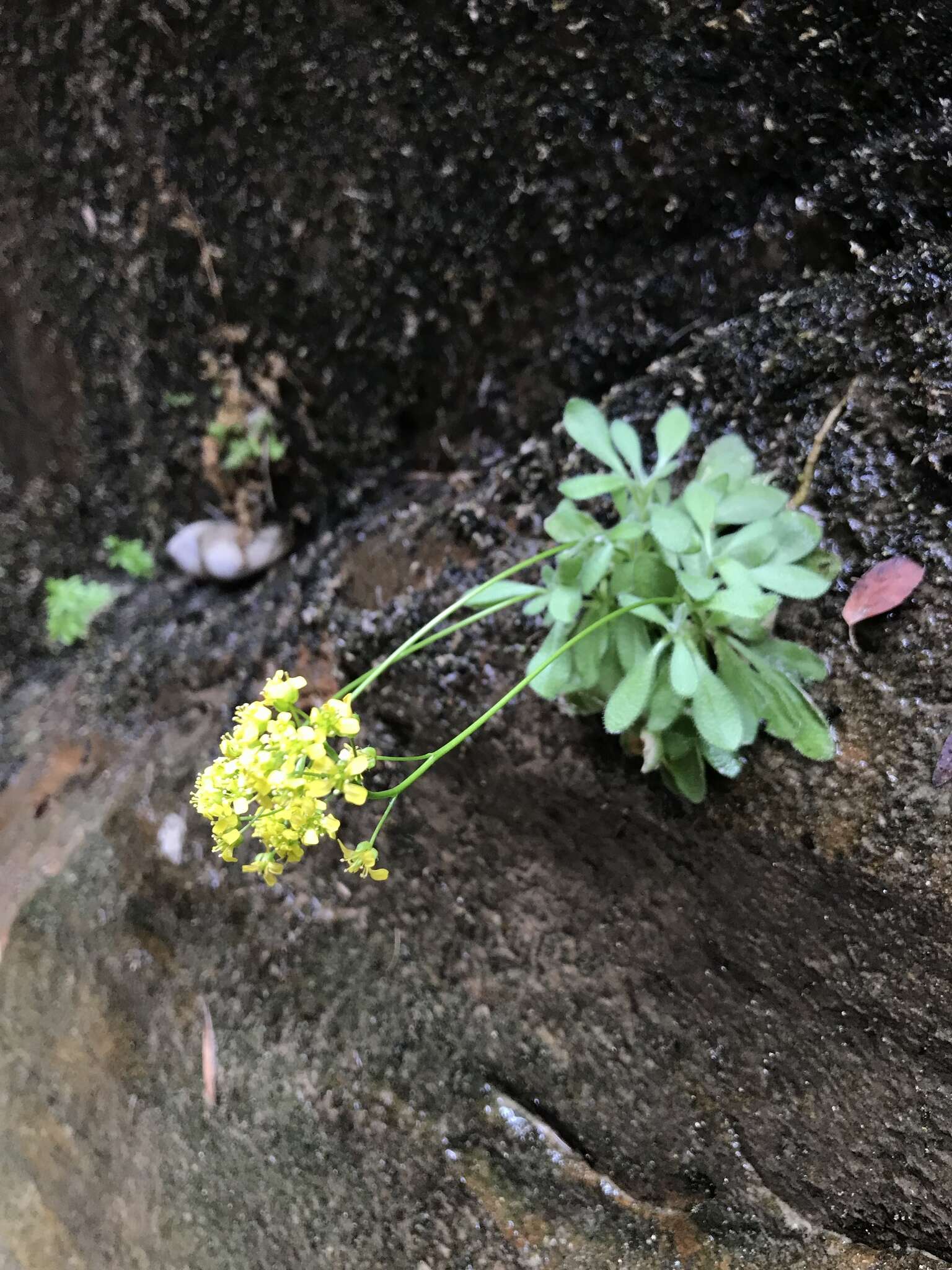 Image de Draba zionensis C. L. Hitchc.