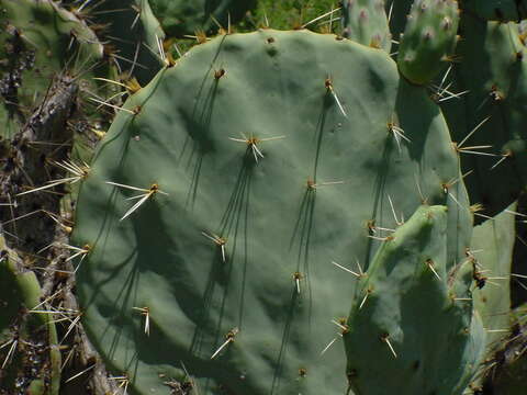 Image of Opuntia robusta H. L. Wendl. ex Pfeiff.