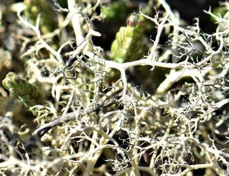 Image of witch's hair lichen