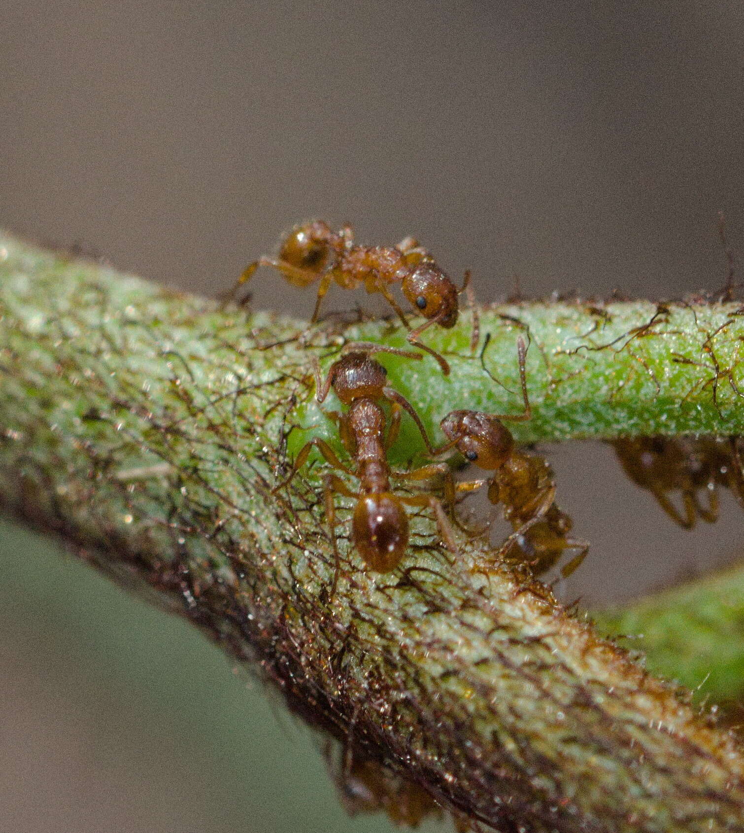 Image of European fire ant