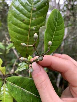 Image of Psychotria obtusifolia Lam. ex Poir.