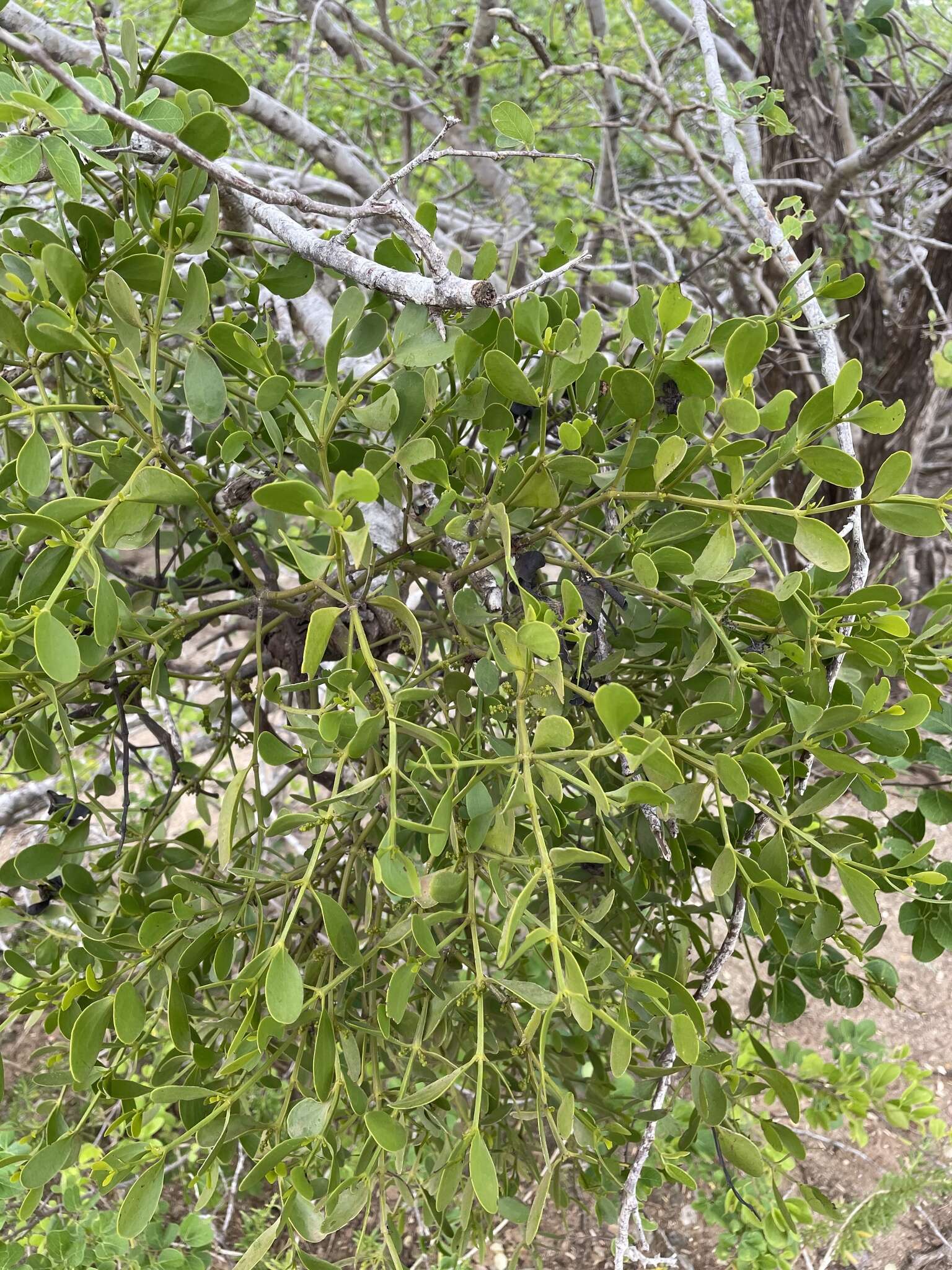 Слика од Phoradendron trinervium (Lam.) Nutt.