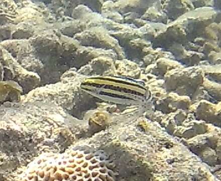 Image of Grammistes Blenny