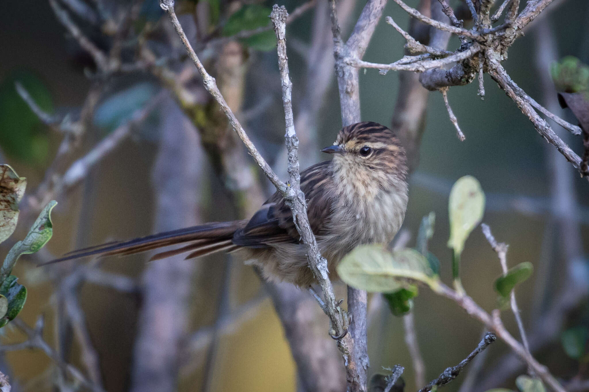 Image of Striolated Tit-Spinetail