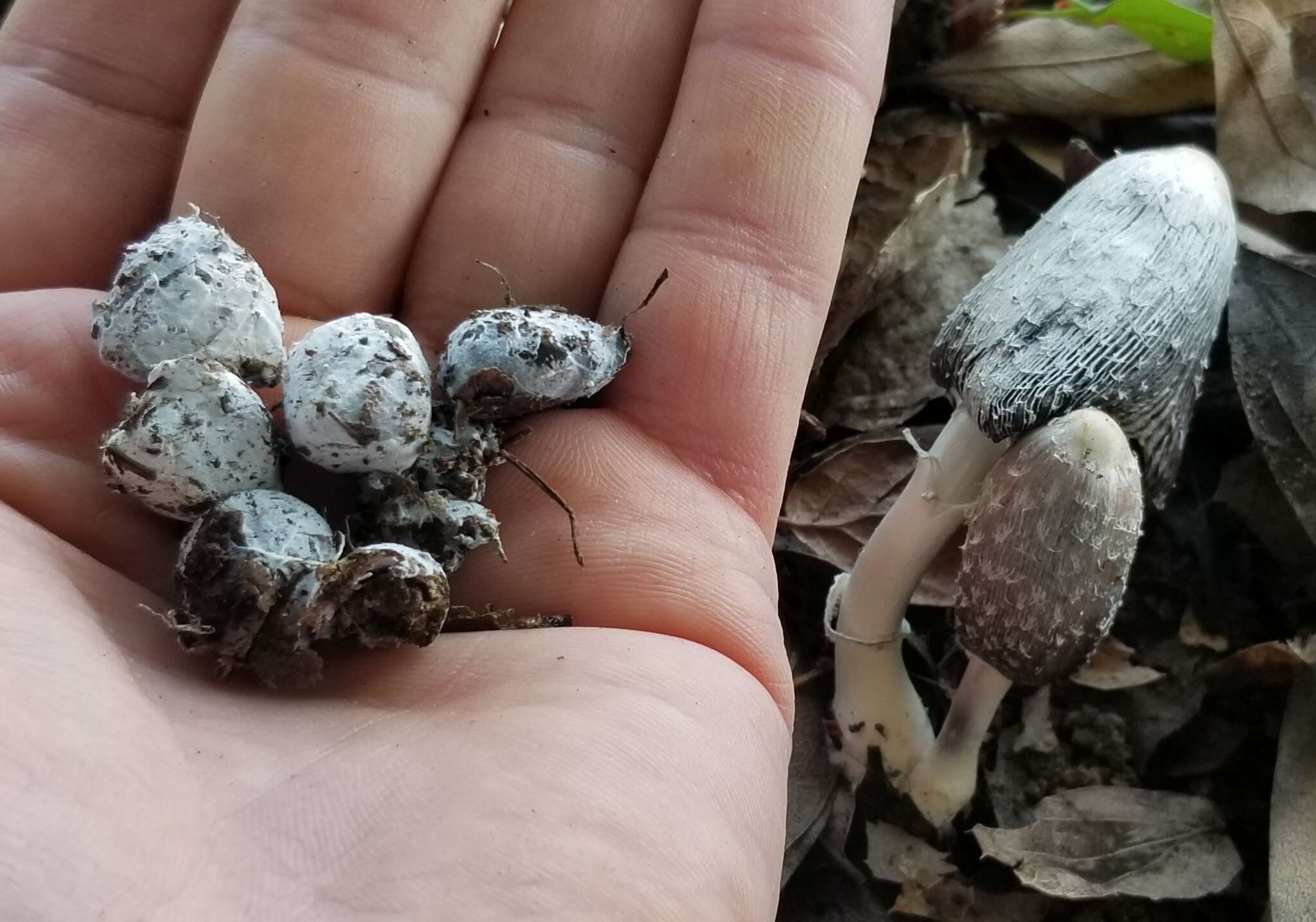 Imagem de Coprinus spadiceisporus Bogart 1976