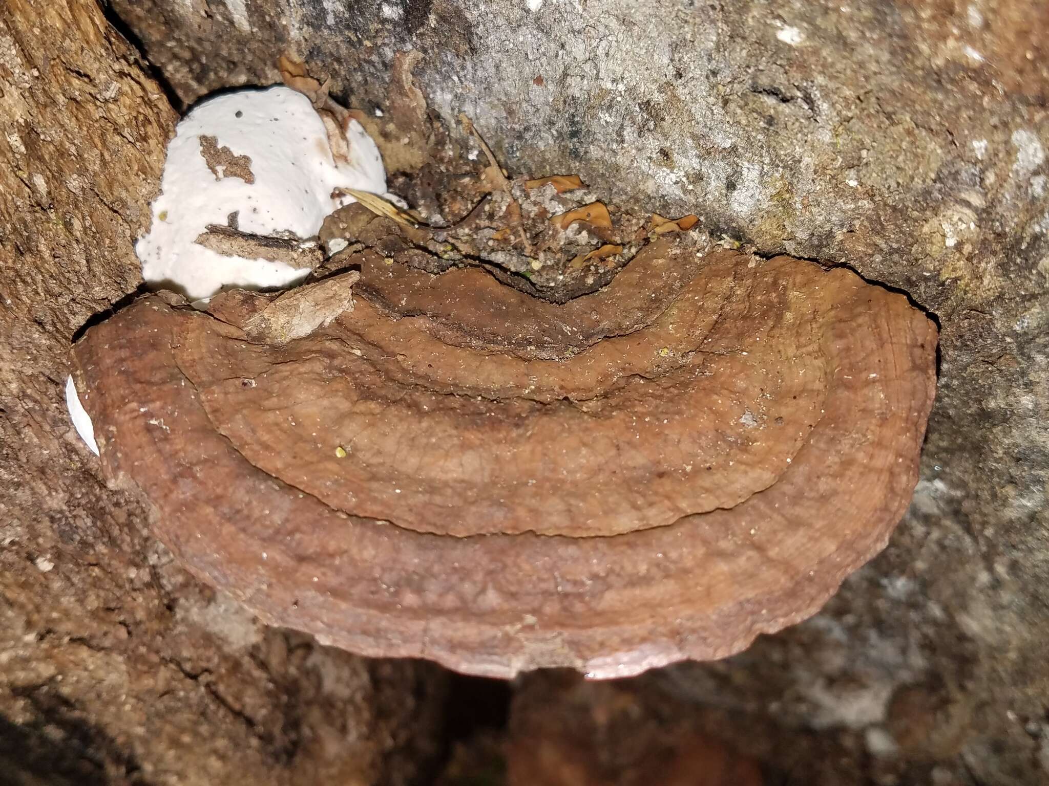 Image of Ganoderma lobatum (Cooke) G. F. Atk. 1908