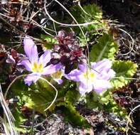 Image of Primula deuteronana Craib