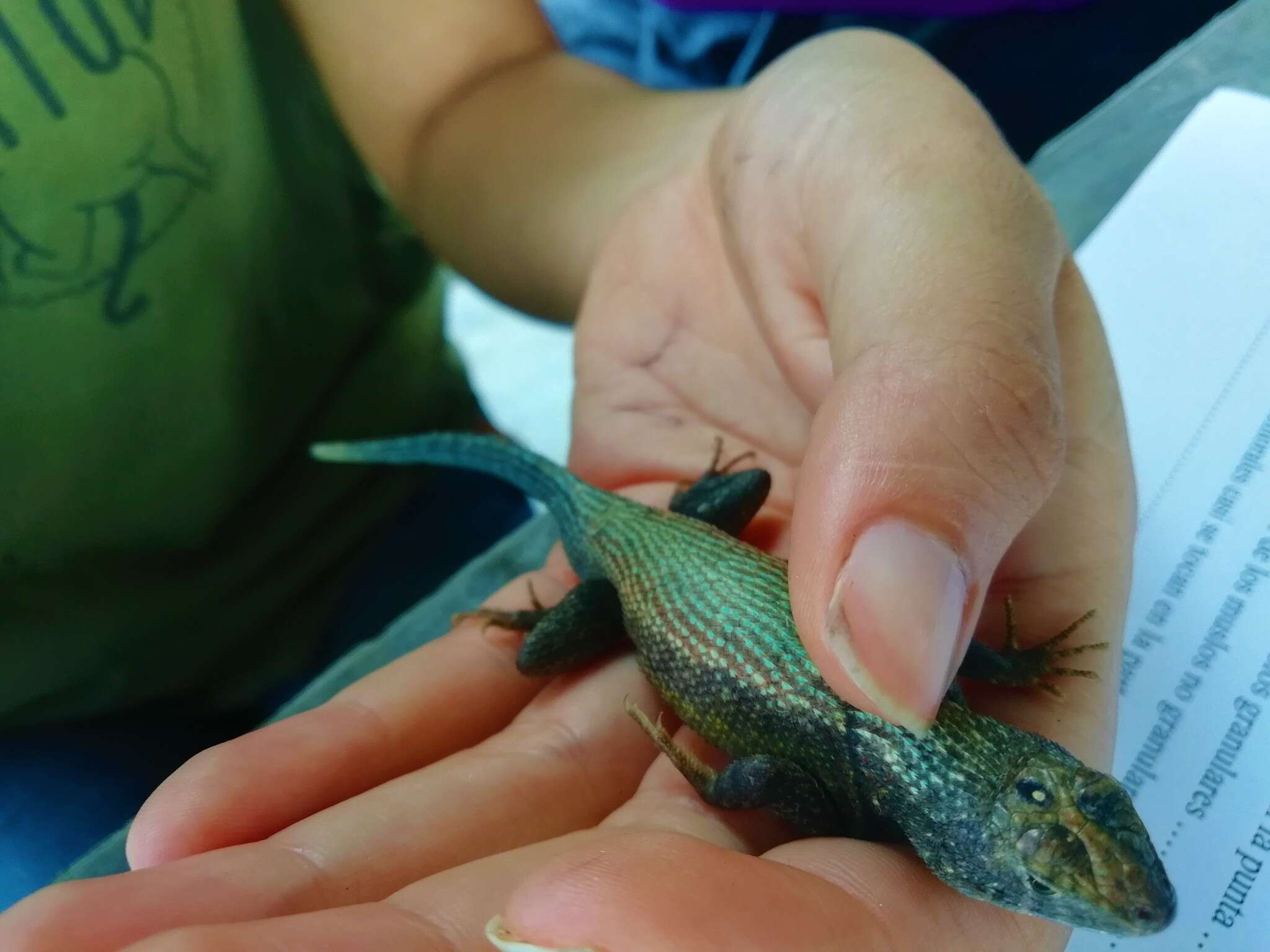 Sceloporus gadoviae Boulenger 1905 resmi