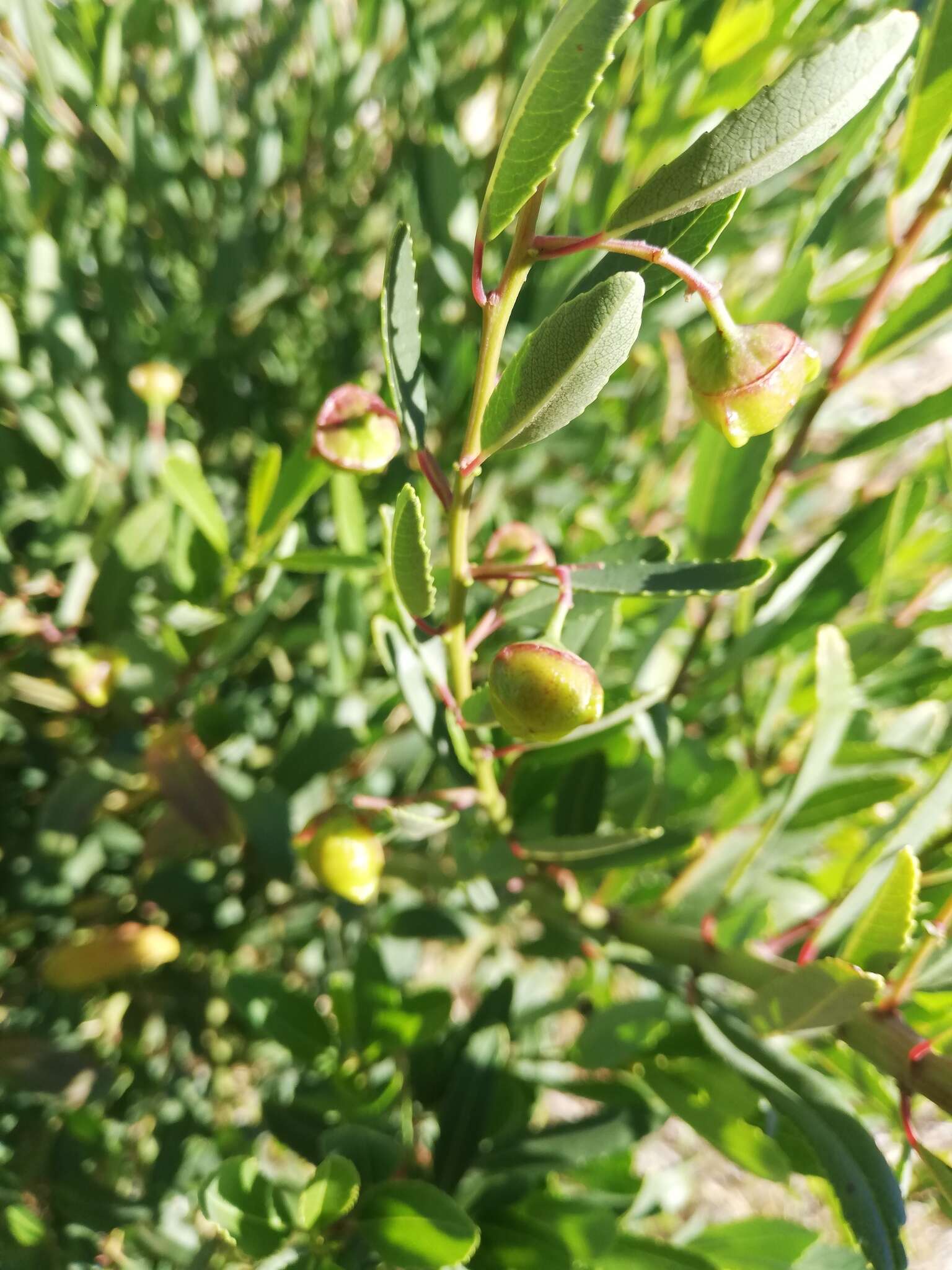 Слика од Noltea africana (L.) Rchb. fil. ex Harv. & Sond.