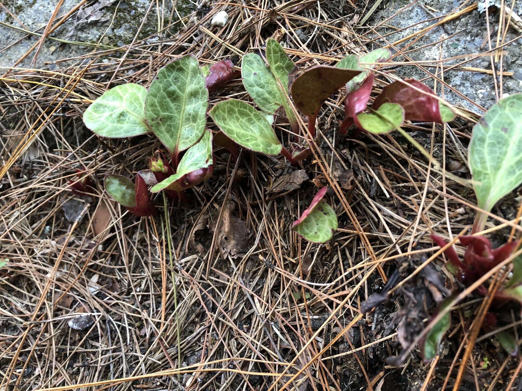 Image of Pyrola japonica Klenze ex Alef.