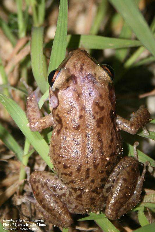 Imagem de Eleutherodactylus monensis (Meerwarth 1901)