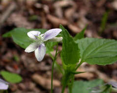 Слика од Viola brauniae Grover ex T. S. Cooperrider