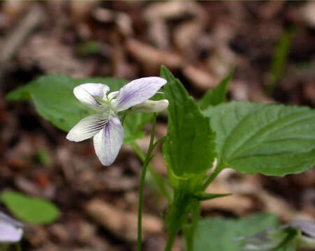 صورة Viola brauniae Grover ex T. S. Cooperrider