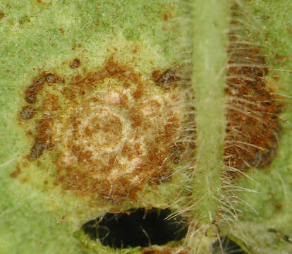 Image of Puccinia pelargonii-zonalis Doidge 1926